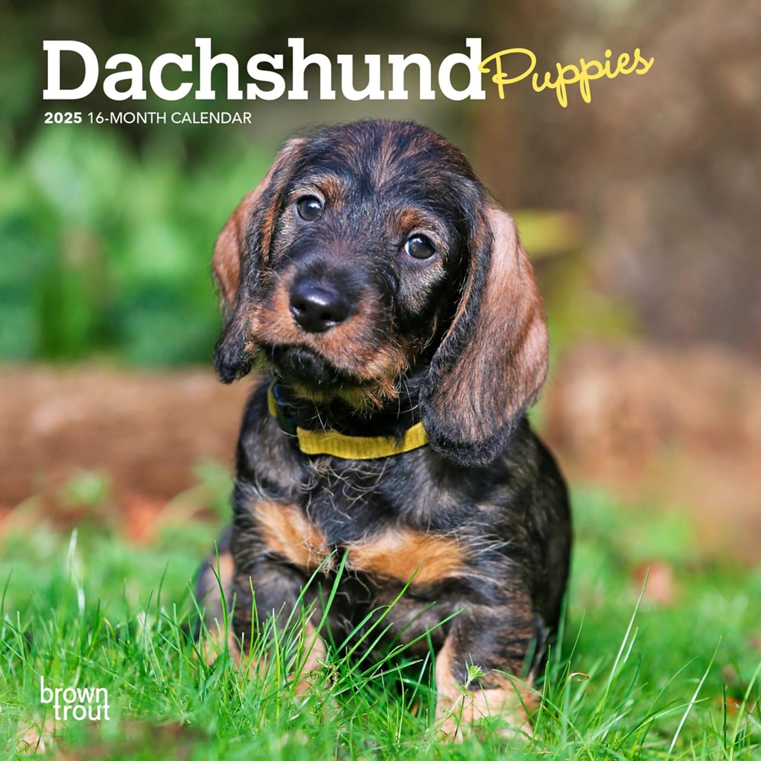 2025 BrownTrout Dachshund Puppies 7 x 7 Monthly Wall Calendar (9781975473556)