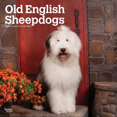 2025 BrownTrout Old English Sheepdogs 12 x 12 Monthly  Wall Calendar (9781975477486)