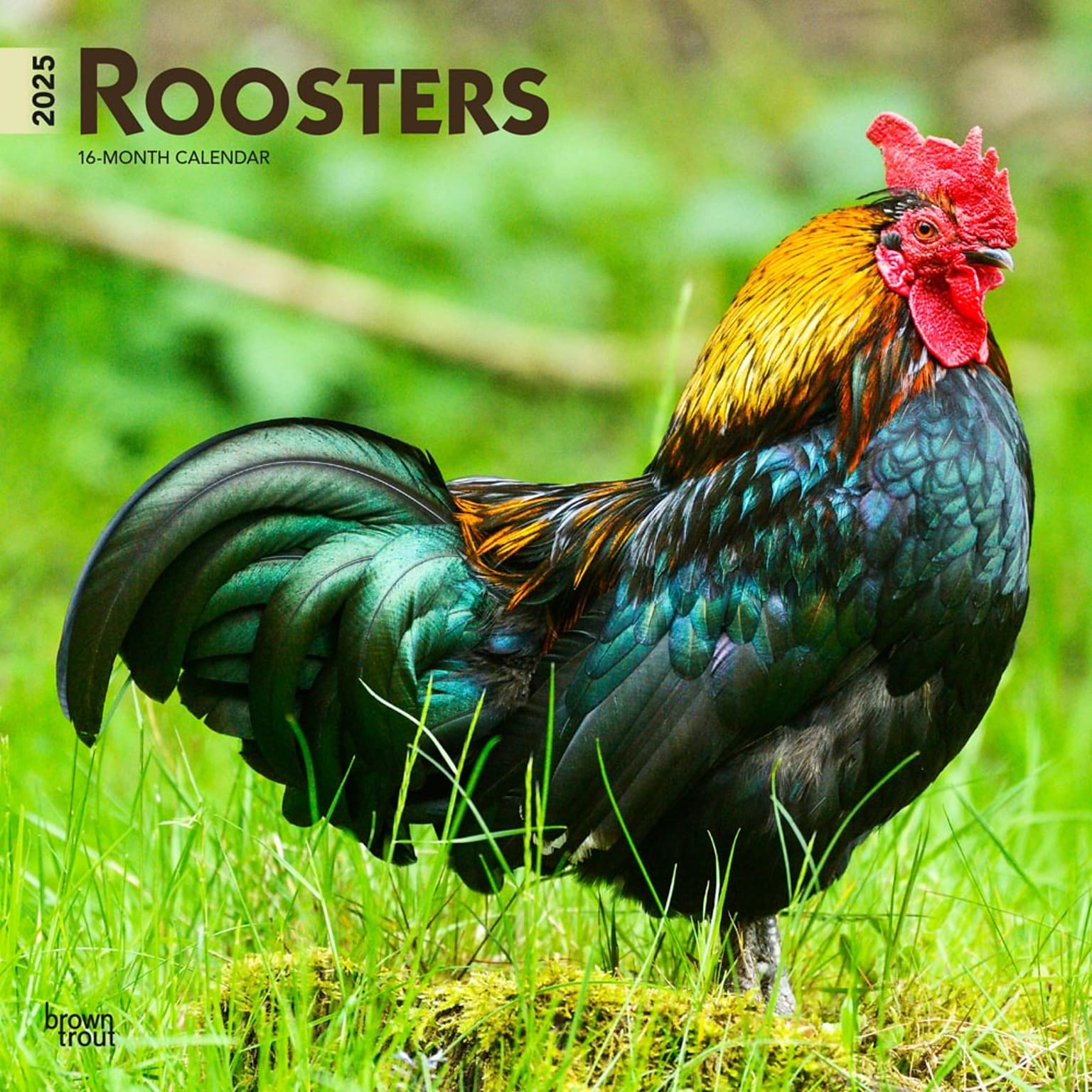 2025 BrownTrout Roosters 12 x 12 Monthly  Wall Calendar (9781975477639)