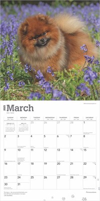 2025 BrownTrout Pomeranians 12" x 12" Monthly Wall Calendar (9781975477530)