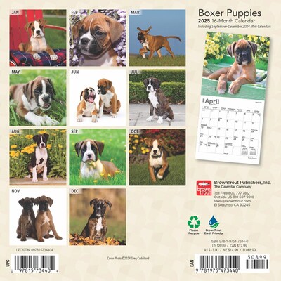 2025 BrownTrout Boxer Puppies 7" x 7" Monthly  Wall Calendar (9781975473440)