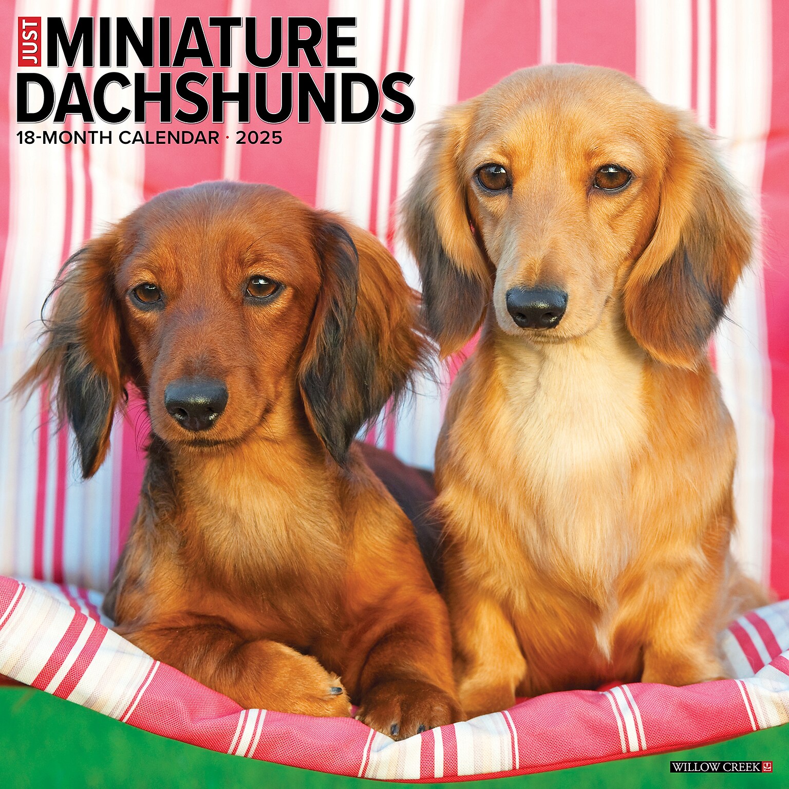 2025 Willow Creek Just Miniature Dachshunds 12 x 12 Monthly Wall Calendar (43912)