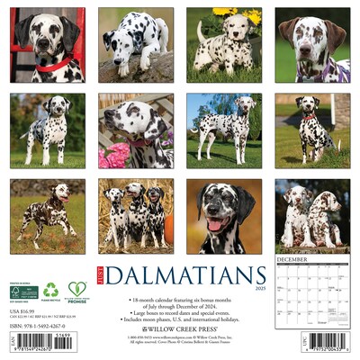 2025 Willow Creek Just Dalmatians 12" x 12" Monthly Wall Calendar (42670)