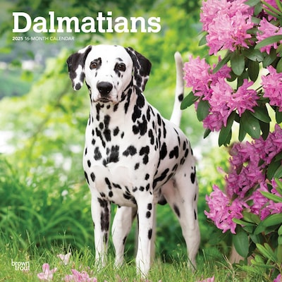 2025 BrownTrout Dalmatians 12 x 24 Monthly Square Wall Calendar, (9781975478117)