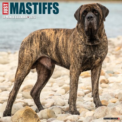 2025 Willow Creek Just Mastiffs 12 x 12 Monthly Wall Calendar (43851)