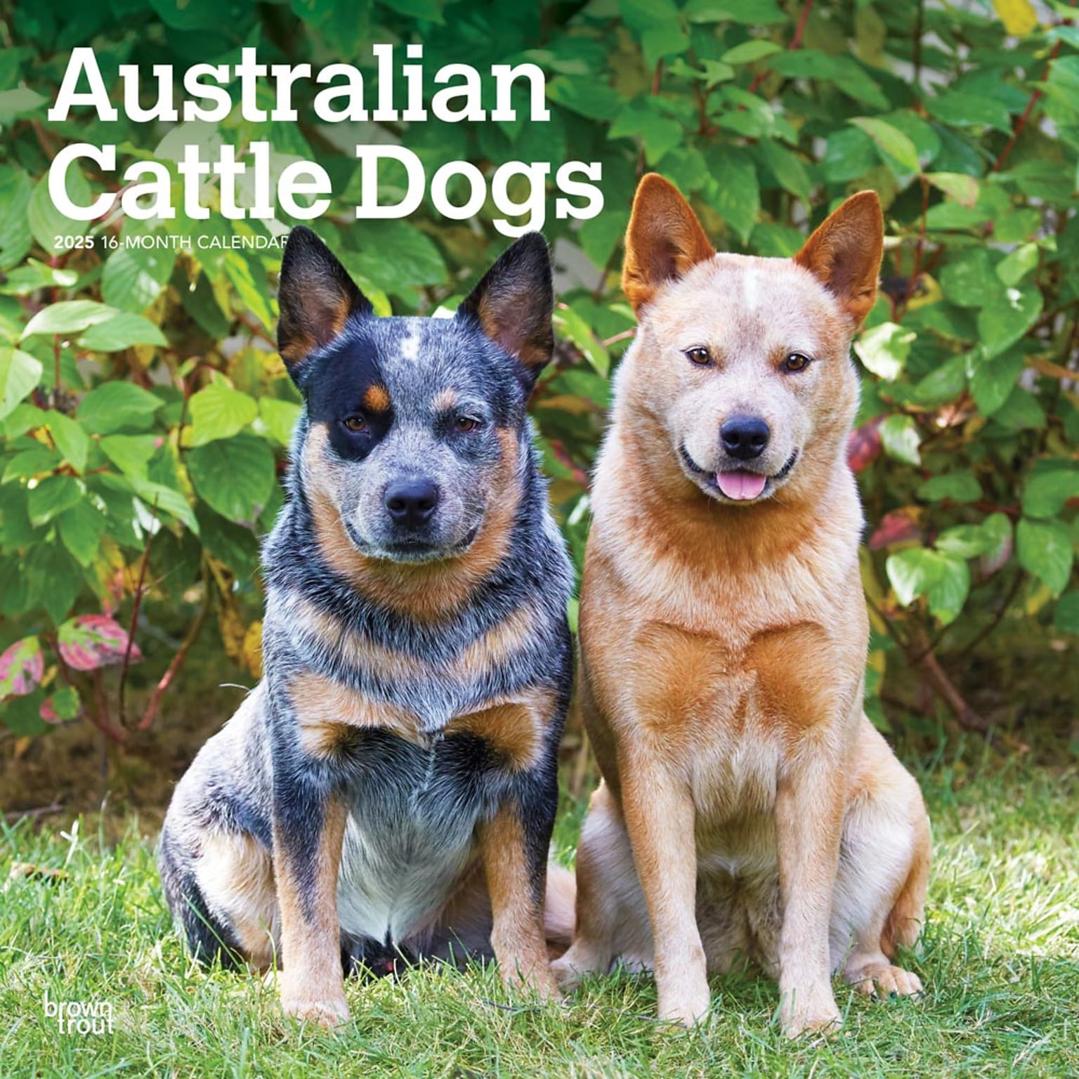 2025 BrownTrout Australian Cattle Dogs 12 x 24 Monthly Square Wall Calendar (9781975476533)