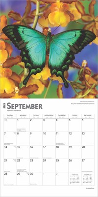 2025 BrownTrout Butterflies 12" x 12" Monthly Wall Calendar (9781975476762)