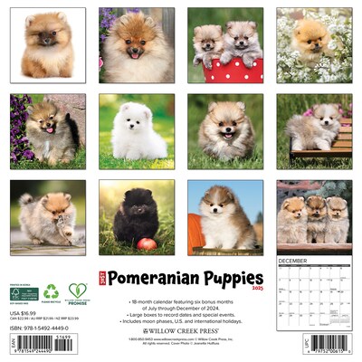 2025 Willow Creek Just Pomeranian Puppies 12" x 12" Monthly Wall Calendar (44490)