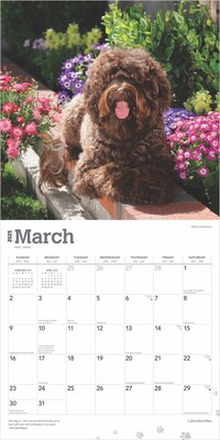 2025 BrownTrout Labradoodles 12" x 24" Monthly Square Wall Calendar, (9781975477295)