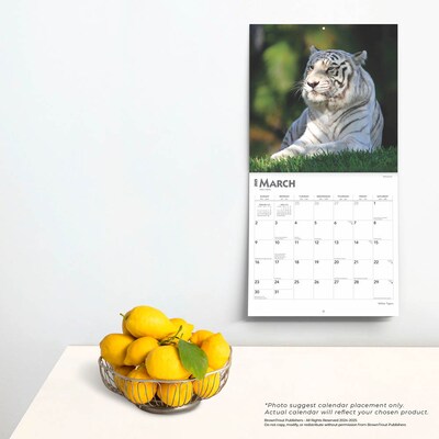 2025 BrownTrout White Tigers 12" x 12" Monthly Square Wall Calendar (9781975475932)