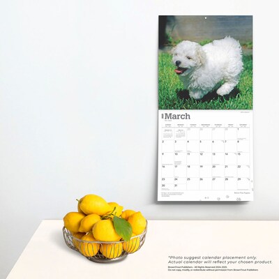 2025 BrownTrout Bichon Frise Puppies 12" x 12" Monthly Wall Calendar (9781975474508)