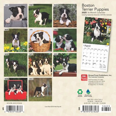 2025 BrownTrout Boston Terrier Puppies 7" x 7" Monthly Mini Wall Calendar (9781975473433)