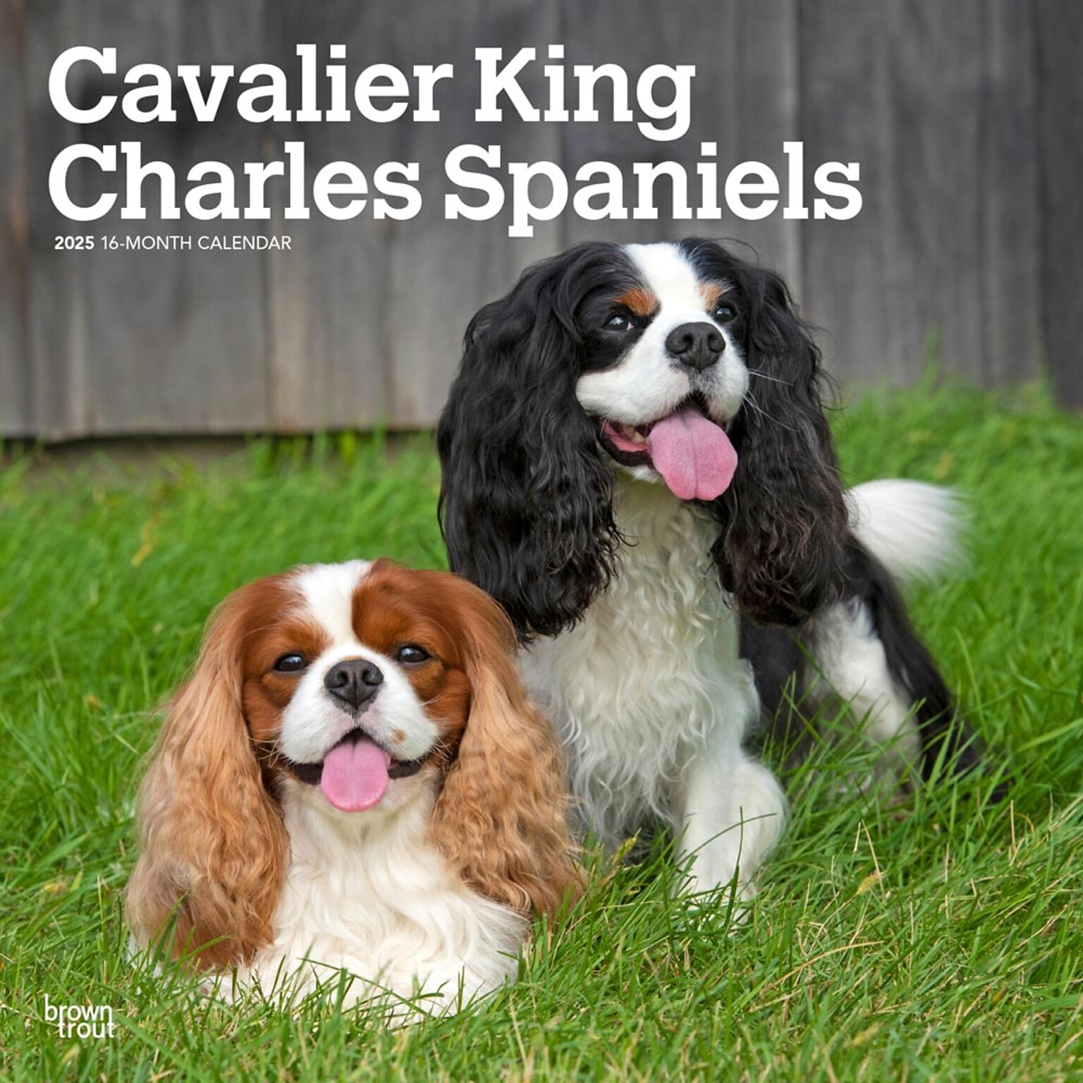 2025 BrownTrout Cavalier King Charles Spaniels 12 x 12 Monthly Wall Calendar (9781975476823)