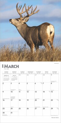 2025 BrownTrout Monster Bucks 12" x 24" Monthly Square Wall Calendar (9781975477448)