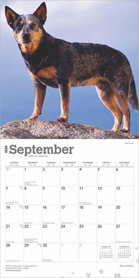 2025 BrownTrout Blue Heelers 12" x 12" Monthly Wall Calendar (9781975476663)