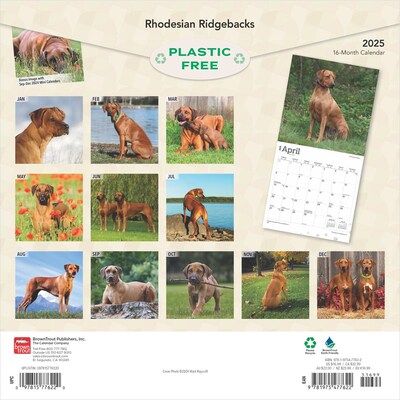 2025 BrownTrout Rhodesian Ridgebacks 12" x 24" Monthly Square Wall Calendar, (9781975477622)