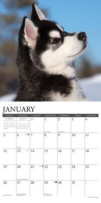 2025 Willow Creek Just Siberian Husky Puppies 12" x 12" Monthly Wall Calendar (44902)