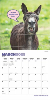 2025 BrownTrout Jackasses 12" x 12" Monthly Wall Calendar (9781975477240)