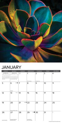 2025 Willow Creek Succulents 12" x 12" Monthly Wall Calendar (45022)