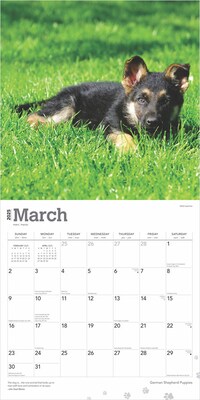 2025 BrownTrout German Shepherd Puppies 12" x 12" Monthly Square Wall Calendar (9781975477004)