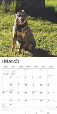 2025 BrownTrout Blue Heelers 12" x 12" Monthly Wall Calendar (9781975476663)