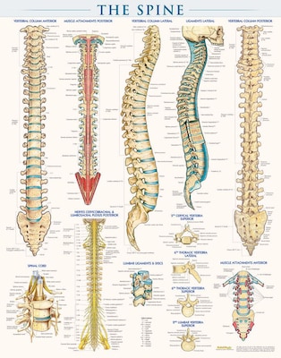 BarCharts, Inc. QuickStudy® Spine Poster Reference Set (9781423230755)