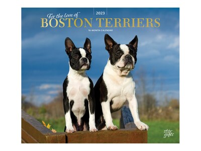 2023 BrownTrout For the Love of Boston Terriers 12 x 14 Monthly Wall Calendar (9781975453244)