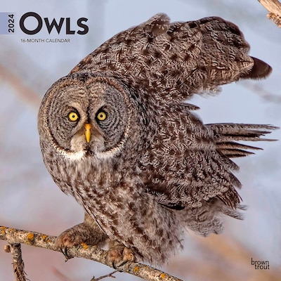 2024 BrownTrout Owls 12 x 12 Monthly Wall Calendar (9781975464448)