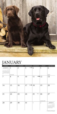 2024 Willow Creek Just Labs 7" x 7" Monthly Wall Calendar, Multicolor (36822)