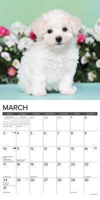 2024 Willow Creek Just Bichon Frise Puppies 12" x 12" Monthly Wall Calendar, Multicolor (32435)