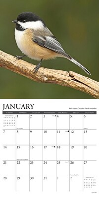 2024 Willow Creek Chickadees 12" x 12" Monthly Wall Calendar, Multicolor (32978)