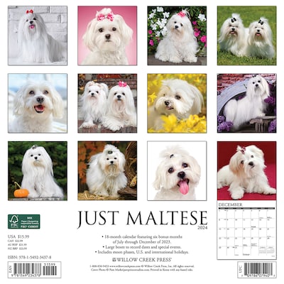 2024 Willow Creek Just Maltese 12" x 12" Monthly Wall Calendar, Multicolor (34378)