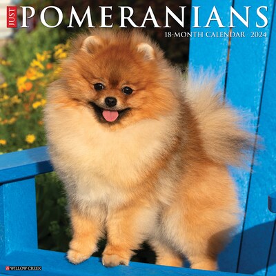 2024 Willow Creek Just Pomeranians 12 x 12 Monthly Wall Calendar, Multicolor (34958)